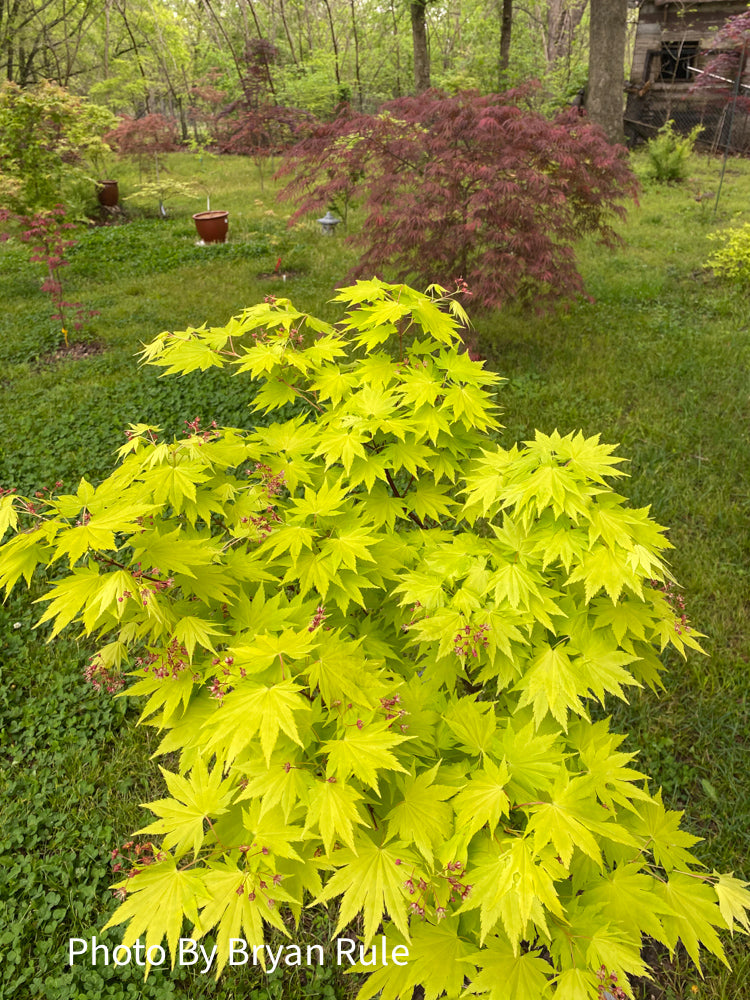 - Acer shirasawanum 'Jordan' Golden Full Moon Japanese Maple - Mr Maple │ Buy Japanese Maple Trees