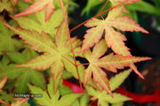 - Acer palmatum 'Kristin's Star' Japanese Maple - Mr Maple │ Buy Japanese Maple Trees