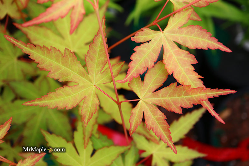 - Acer palmatum 'Kristin's Star' Japanese Maple - Mr Maple │ Buy Japanese Maple Trees