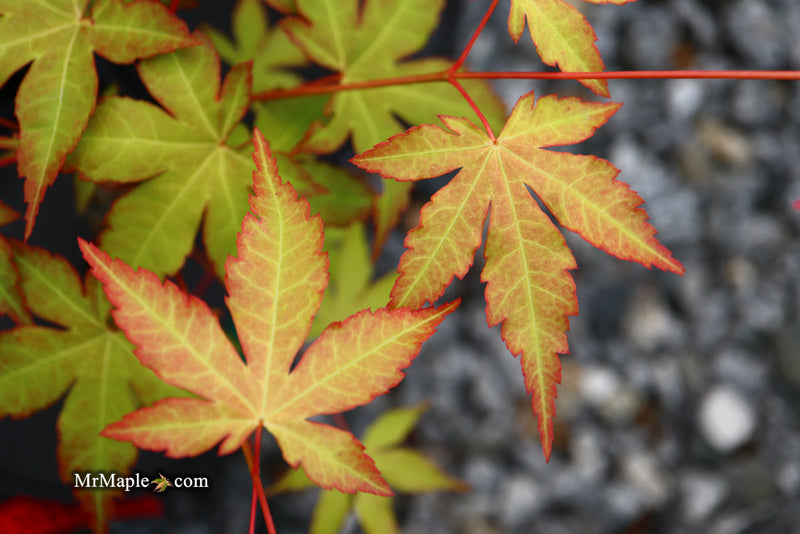 - Acer palmatum 'Kristin's Star' Japanese Maple - Mr Maple │ Buy Japanese Maple Trees