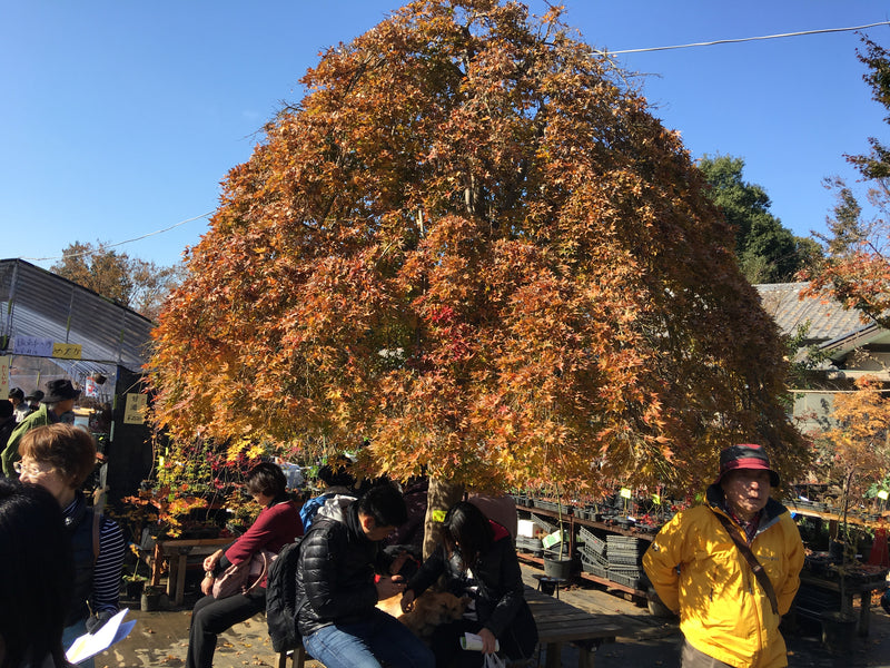 - Acer palmatum 'Ryusen' Japanese Maple - Mr Maple │ Buy Japanese Maple Trees