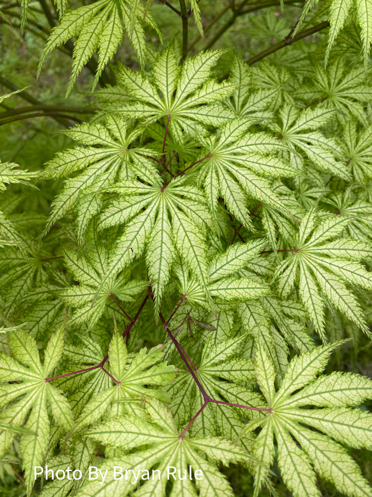 - Acer palmatum 'Grandma Ghost' Japanese Maple - Mr Maple │ Buy Japanese Maple Trees