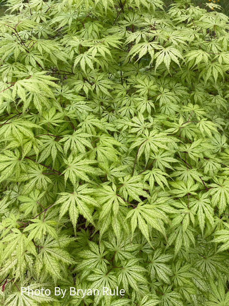 - Acer palmatum 'Grandma Ghost' Japanese Maple - Mr Maple │ Buy Japanese Maple Trees