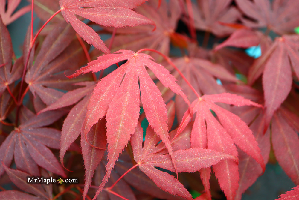Acer palmatum 'Kennedale Sunset' Japanese Maple