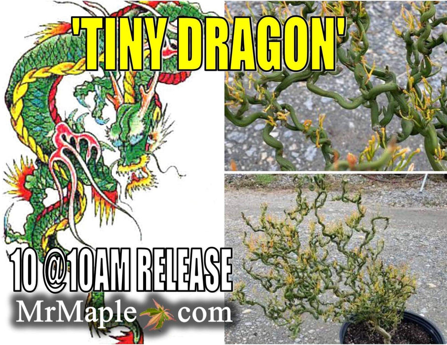 Poncirus trifoliata 'Tiny Dragon' Dwarf Contorted Hardy Orange