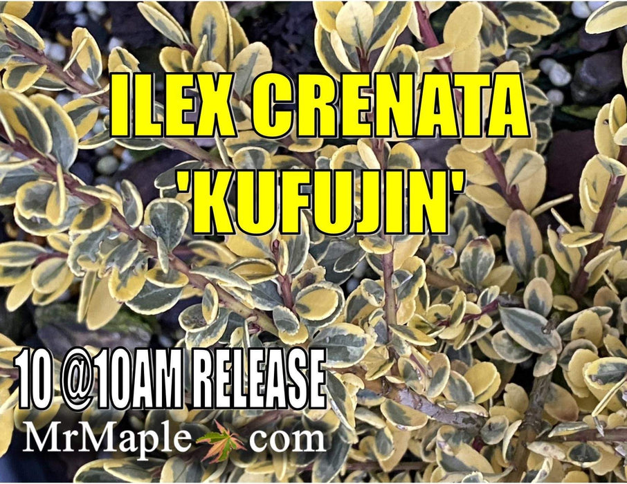 Ilex crenata 'Kufujin' Dwarf Variegated Japanese Holly