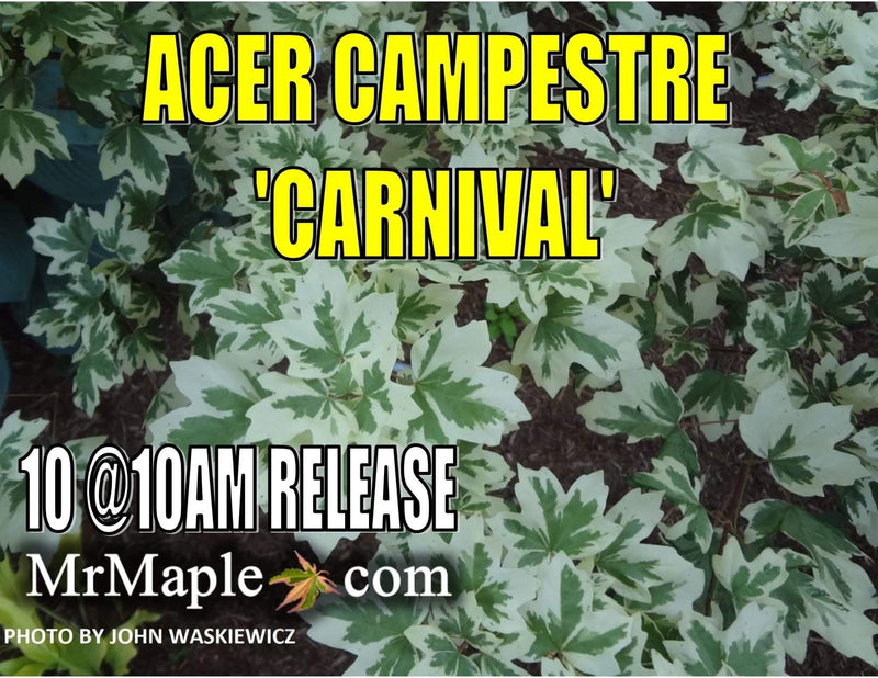 - Acer campestre 'Carnival' White Variegated Maple - Mr Maple │ Buy Japanese Maple Trees