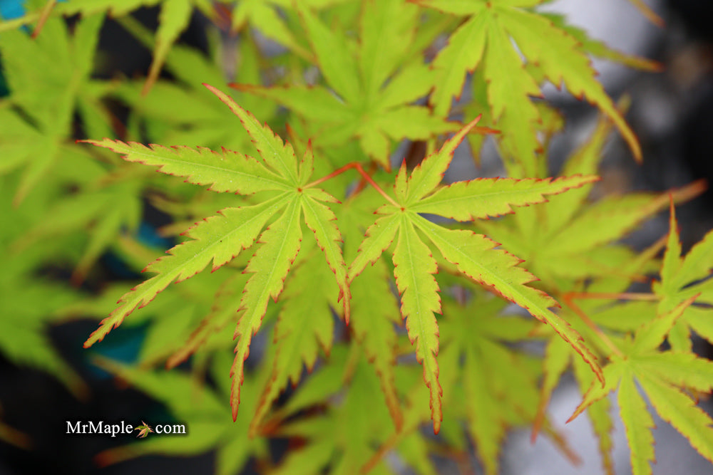 Acer palmatum 'Wou nishiki' Japanese Maple