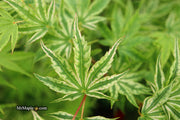- Acer palmatum 'Ikandi' Japanese Maple - Mr Maple │ Buy Japanese Maple Trees