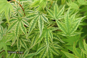 - Acer palmatum 'Ikandi' Japanese Maple - Mr Maple │ Buy Japanese Maple Trees