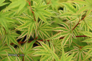 - Acer palmatum 'Ikandi' Japanese Maple - Mr Maple │ Buy Japanese Maple Trees
