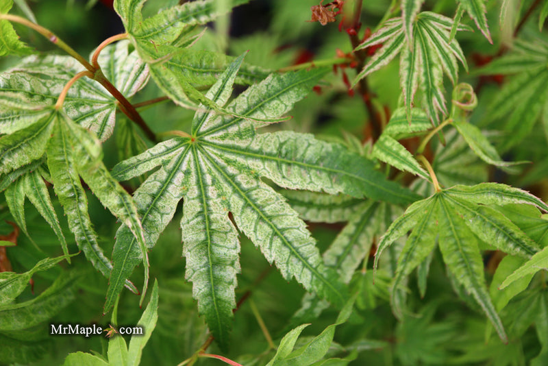 - Acer palmatum 'Ikandi' Japanese Maple - Mr Maple │ Buy Japanese Maple Trees