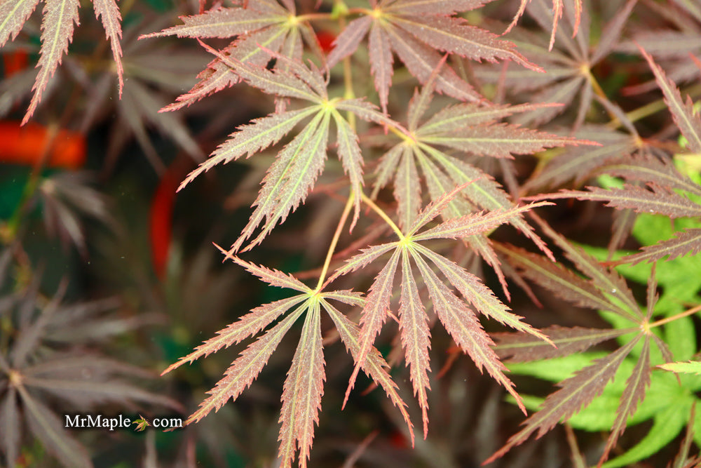 Acer palmatum 'Sherwood Elfin' Dwarf Japanese Maple
