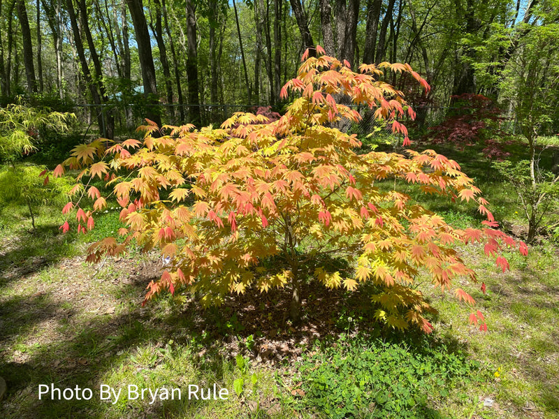 - Acer shirasawanum 'Moonrise™' Full Moon Japanese Maple - Mr Maple │ Buy Japanese Maple Trees