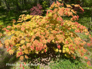 - Acer shirasawanum 'Moonrise™' Full Moon Japanese Maple - Mr Maple │ Buy Japanese Maple Trees