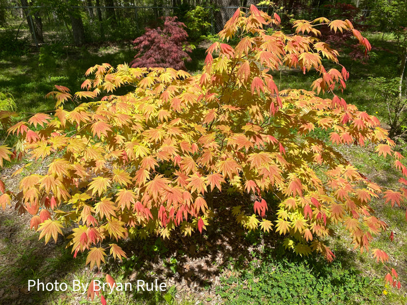 - Acer shirasawanum 'Moonrise™' Full Moon Japanese Maple - Mr Maple │ Buy Japanese Maple Trees