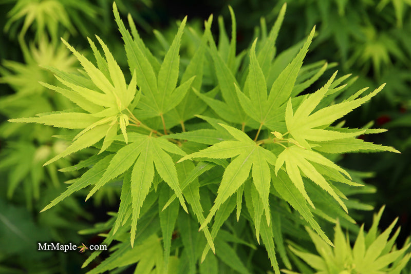 Test Product Mikawa - Mr Maple │ Buy Japanese Maple Trees