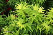 Test Product Mikawa - Mr Maple │ Buy Japanese Maple Trees