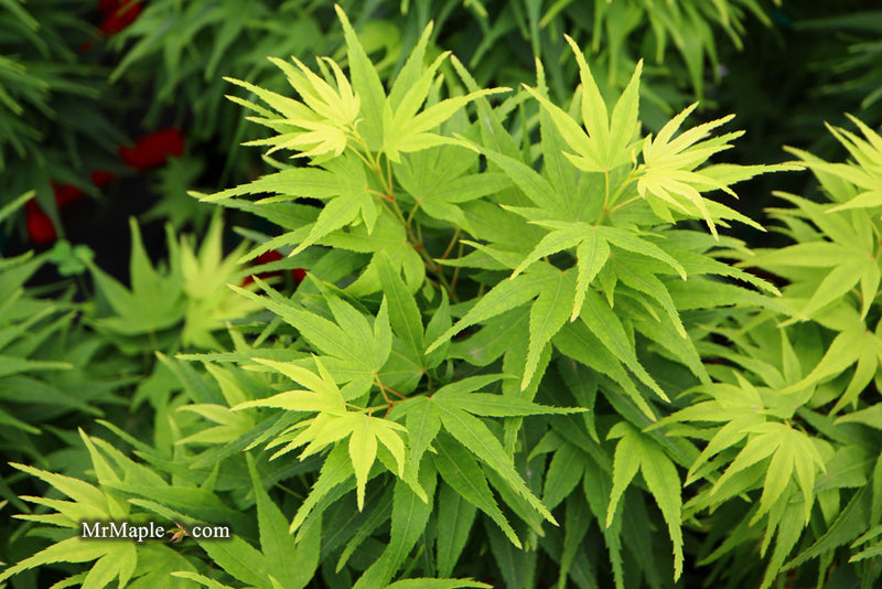 Test Product Mikawa - Mr Maple │ Buy Japanese Maple Trees