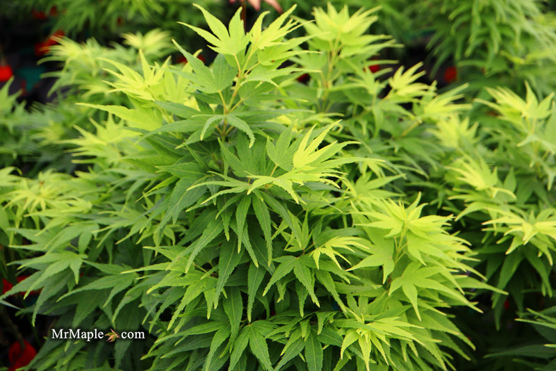 Test Product Mikawa - Mr Maple │ Buy Japanese Maple Trees