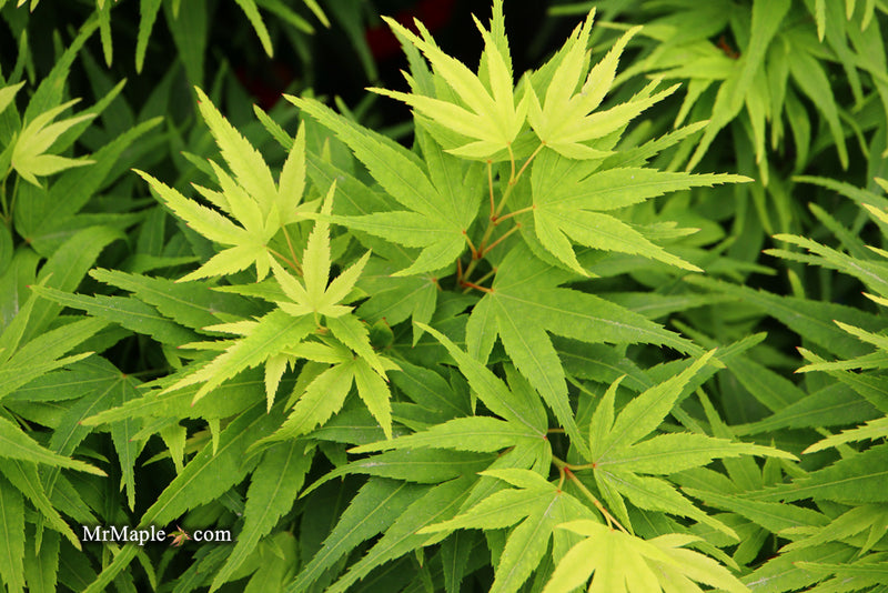 Test Product Mikawa - Mr Maple │ Buy Japanese Maple Trees