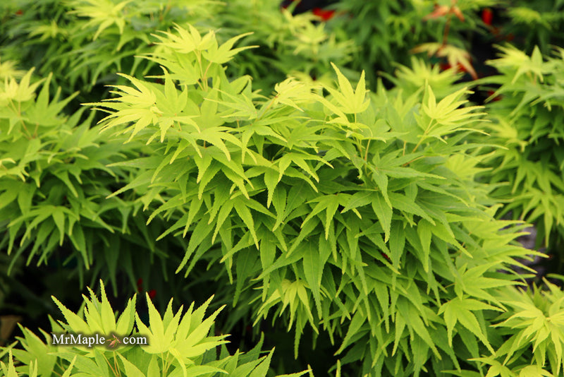 Test Product Mikawa - Mr Maple │ Buy Japanese Maple Trees