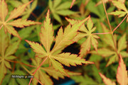 - Acer palmatum 'Fountain of Youth' Japanese Maple - Mr Maple │ Buy Japanese Maple Trees