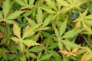 - Acer palmatum 'Fountain of Youth' Japanese Maple - Mr Maple │ Buy Japanese Maple Trees
