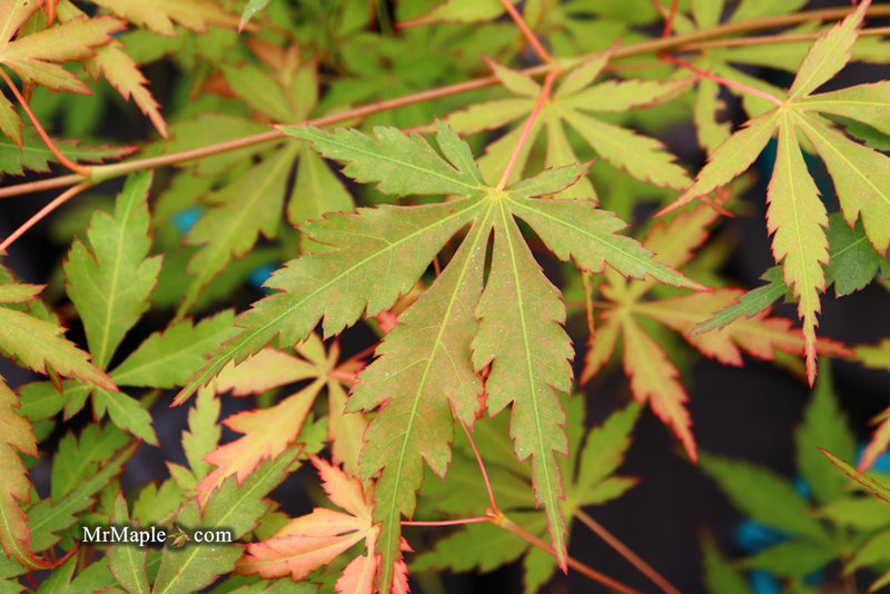 - Acer palmatum 'Fountain of Youth' Japanese Maple - Mr Maple │ Buy Japanese Maple Trees
