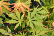 - Acer palmatum 'Fountain of Youth' Japanese Maple - Mr Maple │ Buy Japanese Maple Trees