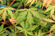 - Acer palmatum 'Fountain of Youth' Japanese Maple - Mr Maple │ Buy Japanese Maple Trees