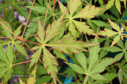 - Acer palmatum 'Fountain of Youth' Japanese Maple - Mr Maple │ Buy Japanese Maple Trees