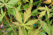 - Acer palmatum 'Fountain of Youth' Japanese Maple - Mr Maple │ Buy Japanese Maple Trees