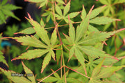 - Acer palmatum 'Fountain of Youth' Japanese Maple - Mr Maple │ Buy Japanese Maple Trees