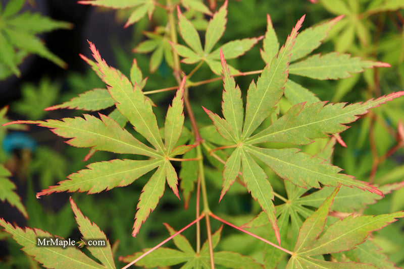 - Acer palmatum 'Fountain of Youth' Japanese Maple - Mr Maple │ Buy Japanese Maple Trees