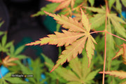 - Acer palmatum 'Fountain of Youth' Japanese Maple - Mr Maple │ Buy Japanese Maple Trees