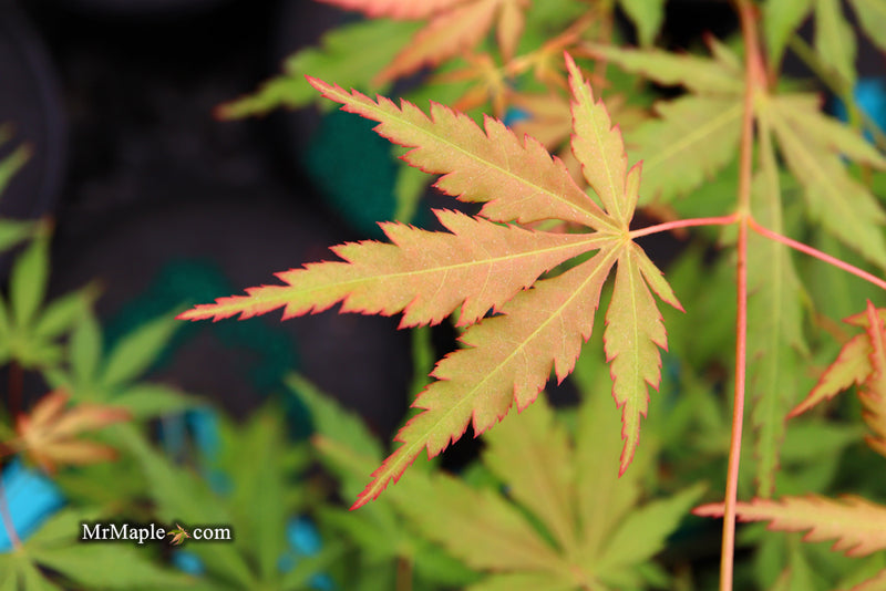 - Acer palmatum 'Fountain of Youth' Japanese Maple - Mr Maple │ Buy Japanese Maple Trees