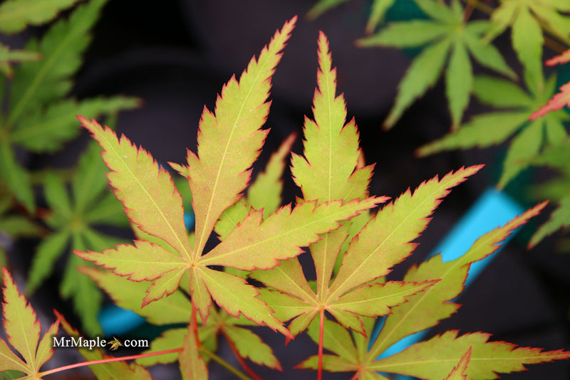 - Acer palmatum 'Fountain of Youth' Japanese Maple - Mr Maple │ Buy Japanese Maple Trees