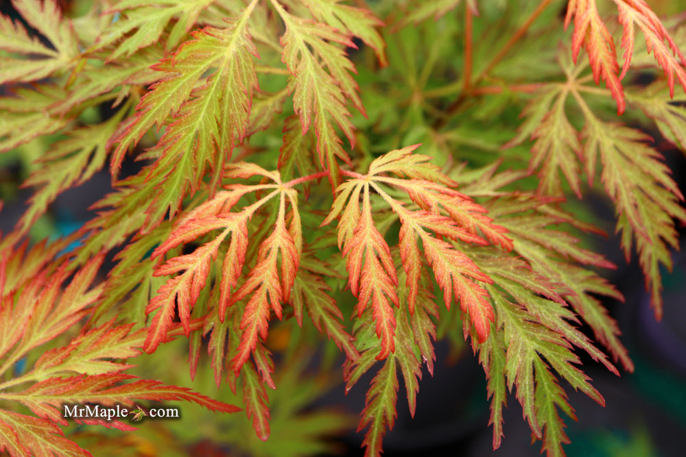 Acer pseudosieboldianum 'ISLID' Japanese Maple