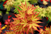 - Acer palmatum 'Mila' Japanese Maple - Mr Maple │ Buy Japanese Maple Trees