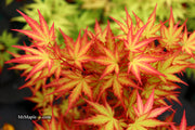 - Acer palmatum 'Mila' Japanese Maple - Mr Maple │ Buy Japanese Maple Trees