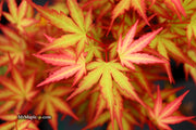 - Acer palmatum 'Mila' Japanese Maple - Mr Maple │ Buy Japanese Maple Trees