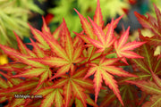 - Acer palmatum 'Mila' Japanese Maple - Mr Maple │ Buy Japanese Maple Trees
