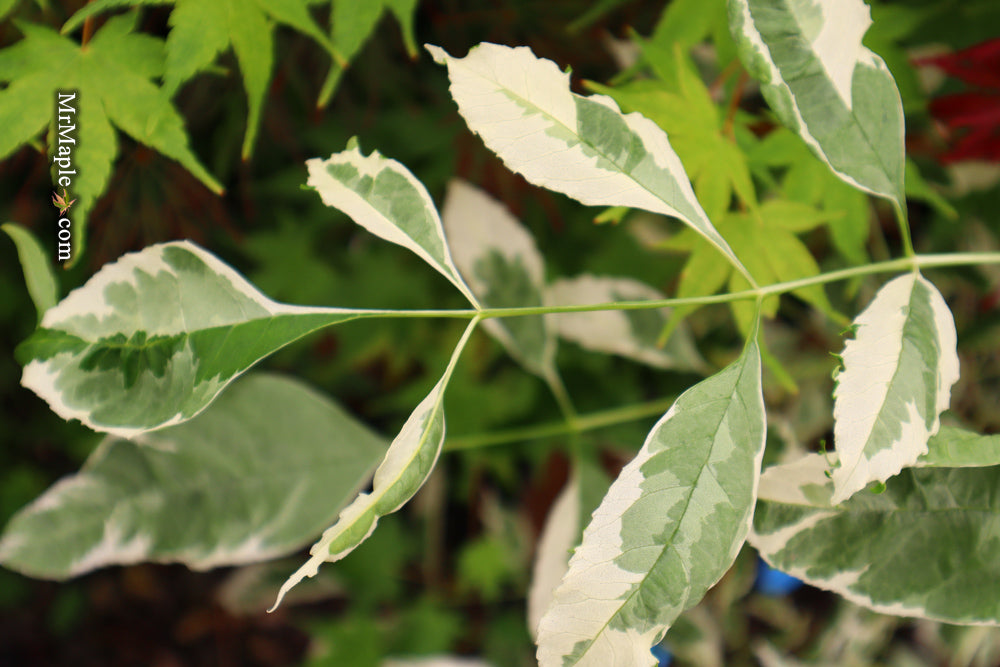 Fraxinus pennsylvanica 'Variegata' Green Ash Tree