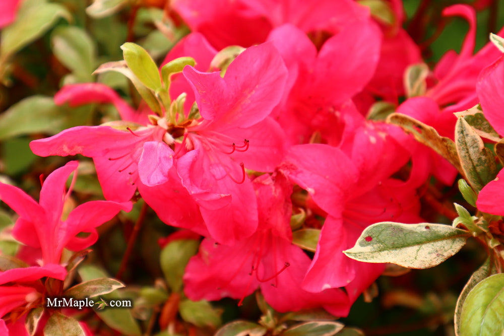 Azalea 'Red Lustre’ Evergreen Cherry Rose Azalea