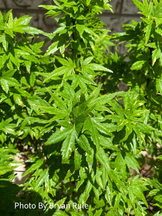 Acer palmatum 'Ryugu' Dwarf Japanese Maple