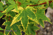 - Acer palmatum 'Sagara nishiki' Japanese Maple - Mr Maple │ Buy Japanese Maple Trees