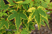 - Acer palmatum 'Sagara nishiki' Japanese Maple - Mr Maple │ Buy Japanese Maple Trees