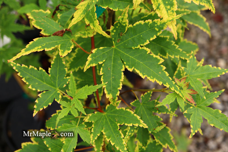 - Acer palmatum 'Sagara nishiki' Japanese Maple - Mr Maple │ Buy Japanese Maple Trees