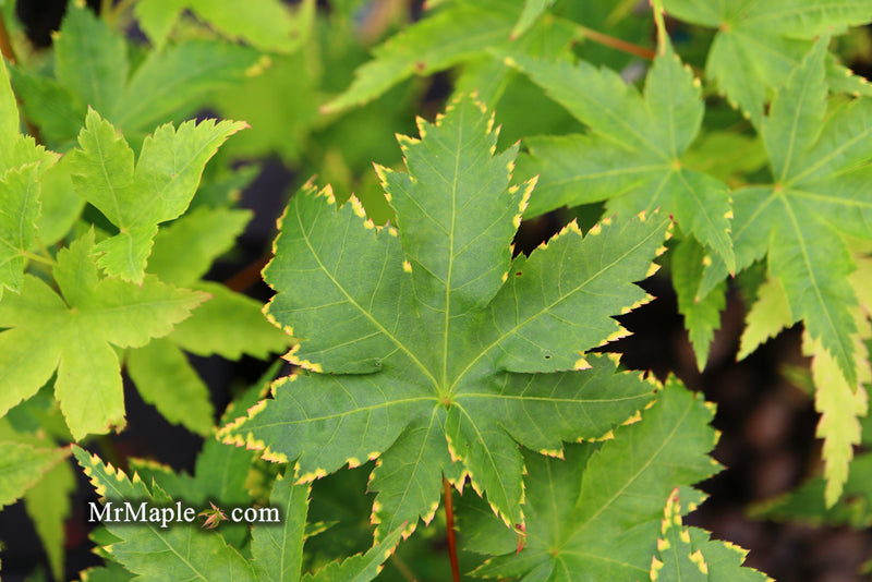 - Acer palmatum 'Sagara nishiki' Japanese Maple - Mr Maple │ Buy Japanese Maple Trees